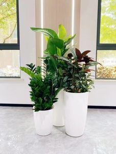 宁波杭州湾植物出租服务好